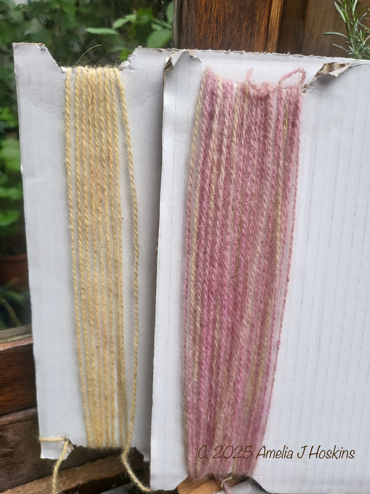 Dyed result PINK! Plus Sumac dyed wool