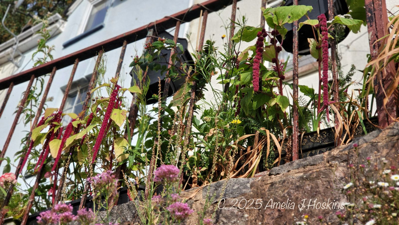 Growing Amaranth on west facing path in pots