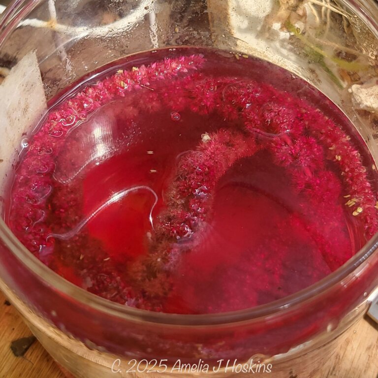 Amaranth dye jar